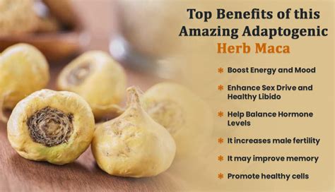 10 health benefits of maca root .